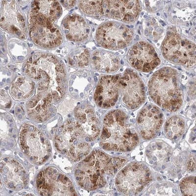 Immunohistochemistry-Paraffin: DAO Antibody [NBP1-84304]