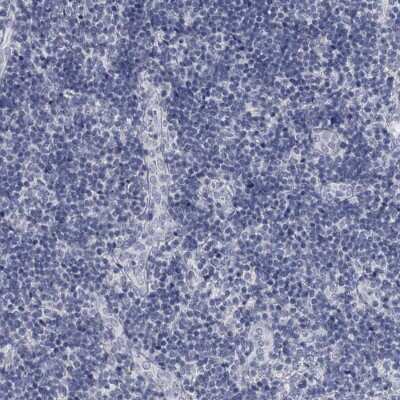 Immunohistochemistry-Paraffin: DAO Antibody [NBP1-84304]