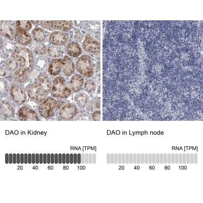 Immunohistochemistry-Paraffin: DAO Antibody [NBP1-84304]