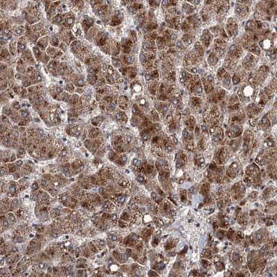Immunohistochemistry-Paraffin: DAO Antibody [NBP1-84305]