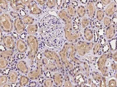 Immunohistochemistry-Paraffin: DAO Antibody [NBP2-97254]