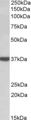 Western Blot: DAO Antibody [NBP2-27540]