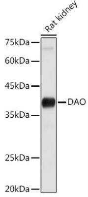 Western Blot: DAO AntibodyAzide and BSA Free [NBP2-92892]