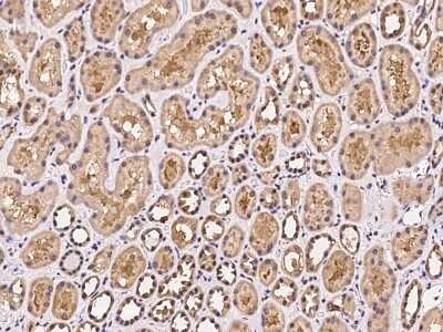 Immunohistochemistry-Paraffin: DAOA Antibody [NBP2-97394]