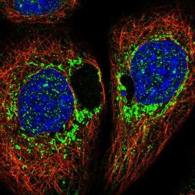 Immunocytochemistry/ Immunofluorescence: DAP1 Antibody [NBP1-91031]