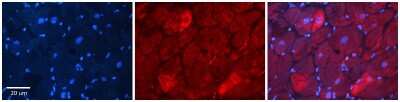 Immunohistochemistry-Paraffin: DAP1 Antibody [NBP2-87245]