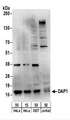 Western Blot: DAP1 Antibody [NBP2-22259]