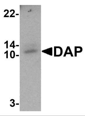 Western Blot: DAP1 AntibodyBSA Free [NBP2-82082]