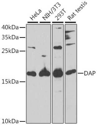 Western Blot: DAP1 AntibodyBSA Free [NBP2-92897]