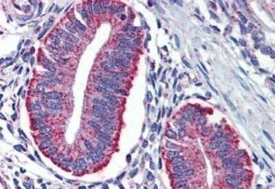 Immunohistochemistry-Paraffin: DAP12 Antibody [NBP1-52376]