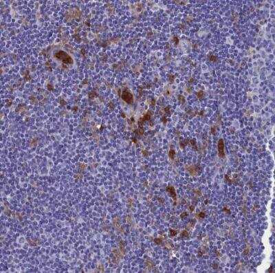Immunohistochemistry-Paraffin: DAP12 Antibody [NBP1-85313]