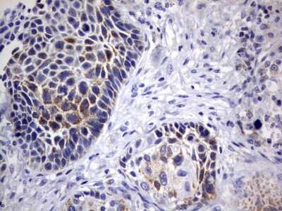 Immunohistochemistry: DAP3 Antibody (OTI1B12) [NBP2-46427]