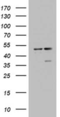 Western Blot: DAP3 Antibody (OTI1B12) [NBP2-46427]