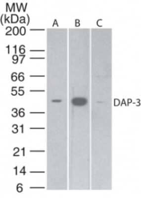 Western Blot: DAP3 Antibody (42C617.1.2)Azide Free [NBP2-33222]