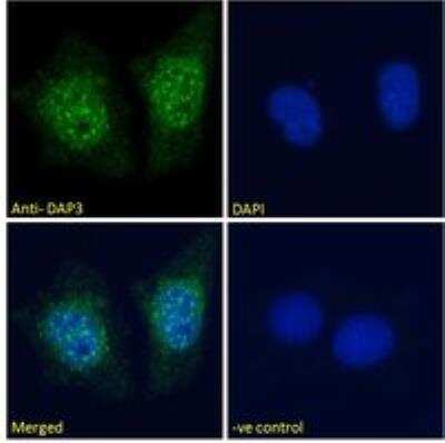 Immunocytochemistry/ Immunofluorescence: DAP3 Antibody [NB100-1032]
