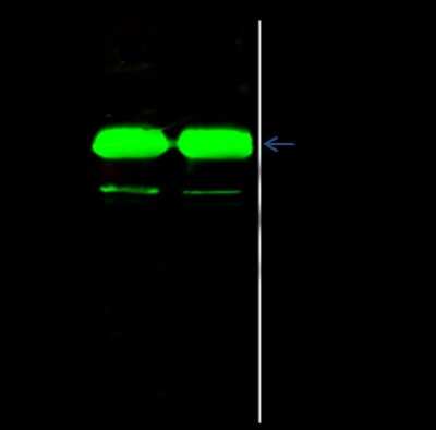 Immunoprecipitation: DAP3 Antibody [NBP2-98784]