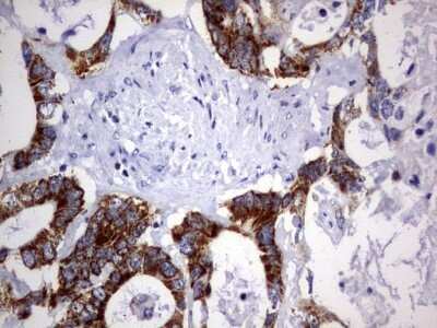 Immunohistochemistry: DAP3 Antibody (OTI1B12) - Azide and BSA Free [NBP2-71338]