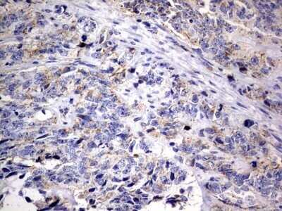 Immunohistochemistry: DAP3 Antibody (OTI1B12) - Azide and BSA Free [NBP2-71338]