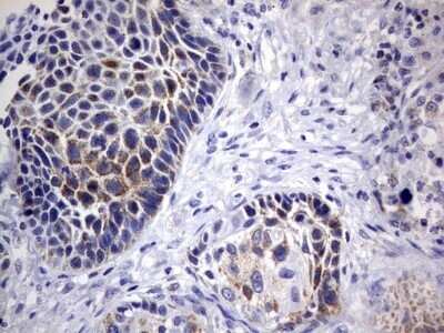 Immunohistochemistry: DAP3 Antibody (OTI1B12) - Azide and BSA Free [NBP2-71338]