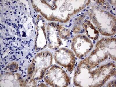 Immunohistochemistry: DAP3 Antibody (OTI1B12) - Azide and BSA Free [NBP2-71338]