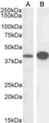 Western Blot: DAP3 Antibody [NB100-1032]