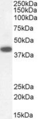 Western Blot: DAP3 Antibody [NB100-1032]