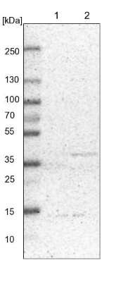 Western Blot: DAP3 Antibody [NBP1-88568]