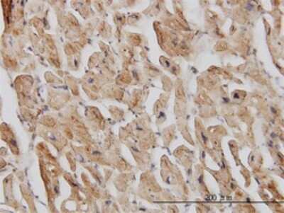 Immunohistochemistry-Paraffin: DAP5 Antibody (3B5) [H00001982-M01]