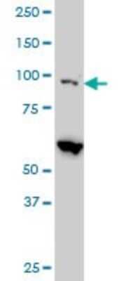 Western Blot: DAP5 Antibody (3B5) [H00001982-M01]