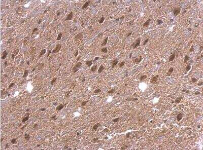 Immunohistochemistry-Paraffin: DAP5 Antibody [NBP1-31469]