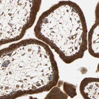 Immunohistochemistry-Paraffin: DAP5 Antibody [NBP1-85311]