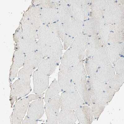 Immunohistochemistry-Paraffin: DAP5 Antibody [NBP1-85311]