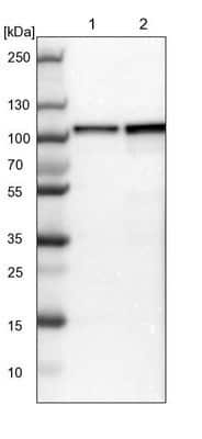 Western Blot: DAP5 Antibody [NBP1-85310]