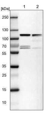 Western Blot: DAP5 Antibody [NBP1-85311]