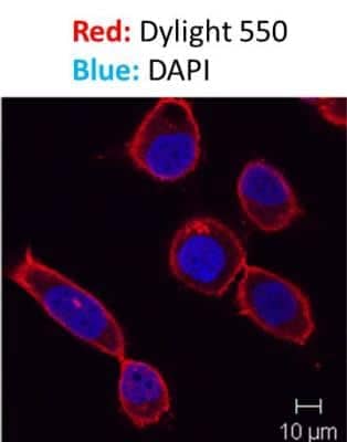Immunocytochemistry/ Immunofluorescence: DAPI Solution [NBP2-31156]