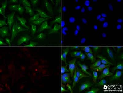 Immunocytochemistry/ Immunofluorescence: DAPI Solution [NBP2-31156]