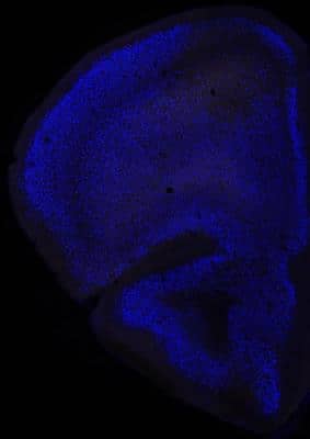 Immunohistochemistry: DAPI Solution [NBP2-31156]