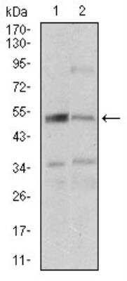 Western Blot: DAPK3/ZIPK Antibody (4H4C8)BSA Free [NBP2-52452]