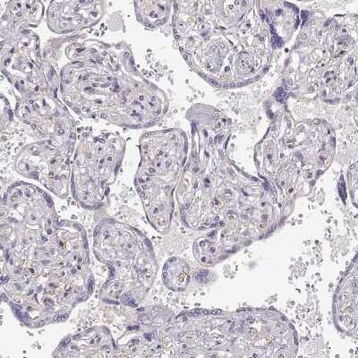 Immunohistochemistry-Paraffin: DAPL1 Antibody [NBP2-14582]