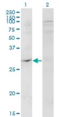 Western Blot: DAPP1 Antibody (1E1) [H00027071-M04]