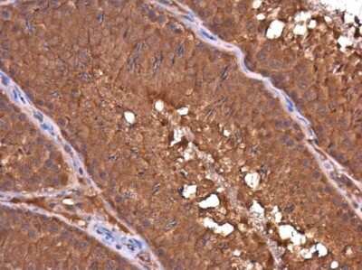 Immunohistochemistry-Paraffin: DAPP1 Antibody (4H9) [NBP3-13531]