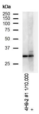 Western Blot: DAPP1 Antibody (4H9) [NBP3-13531]