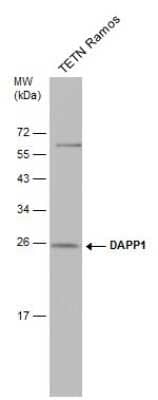 Western Blot: DAPP1 Antibody (4H9) [NBP3-13531]