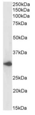 Western Blot: DARC Antibody (2C3)ChimericAzide and BSA Free [NBP2-75197]