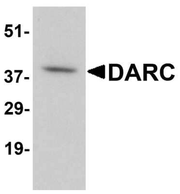 Western Blot: DARC AntibodyBSA Free [NBP1-77278]