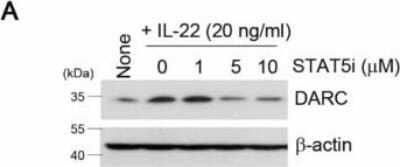 Western Blot: DARC AntibodyBSA Free [NBP1-77278]