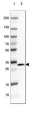 Western Blot: DARPP-32 Antibody [NBP2-33534]