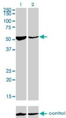 Western Blot: DARS Antibody (2F11) [H00001615-M01]