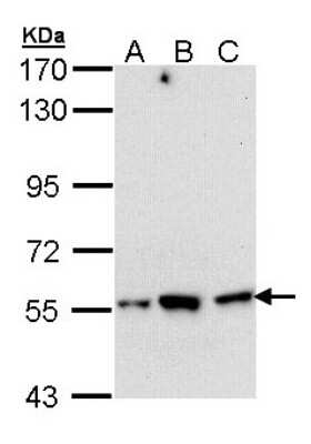 Western Blot: DARS Antibody [NBP1-33689]