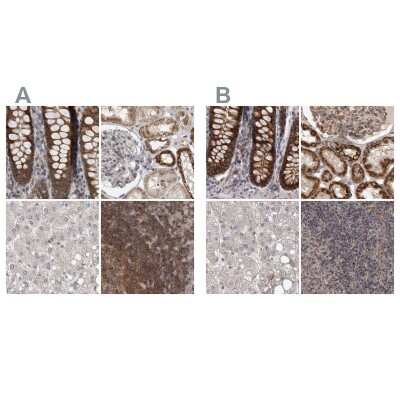 Immunohistochemistry-Paraffin: DARS2 Antibody [NBP1-83854]